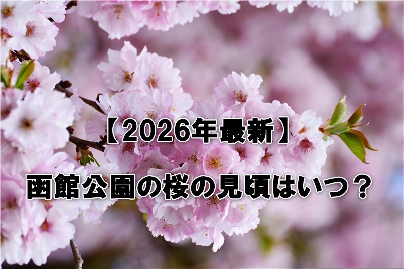 函館公園の桜の見頃はいつ？