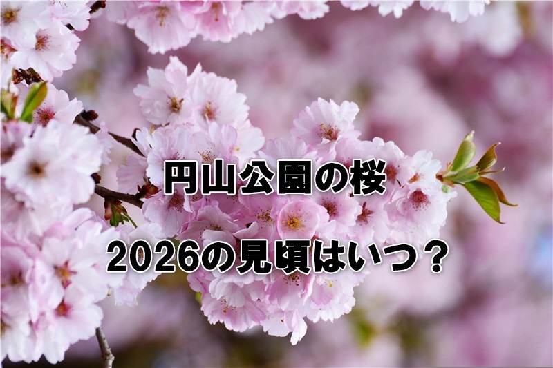 円山公園の桜2026の見頃はいつ