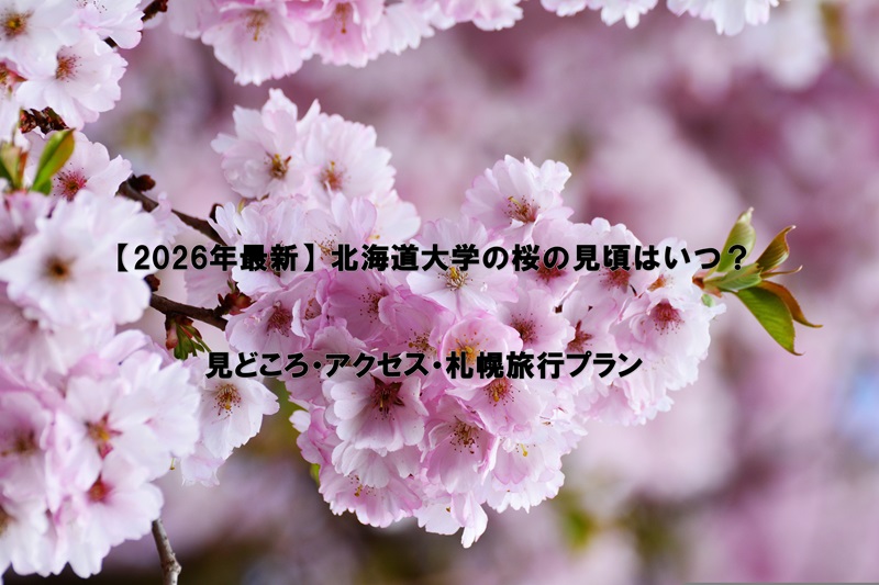 北海道大学の桜の見頃はいつ？